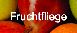 Fruchtfliege